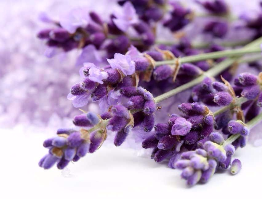 Лаванда