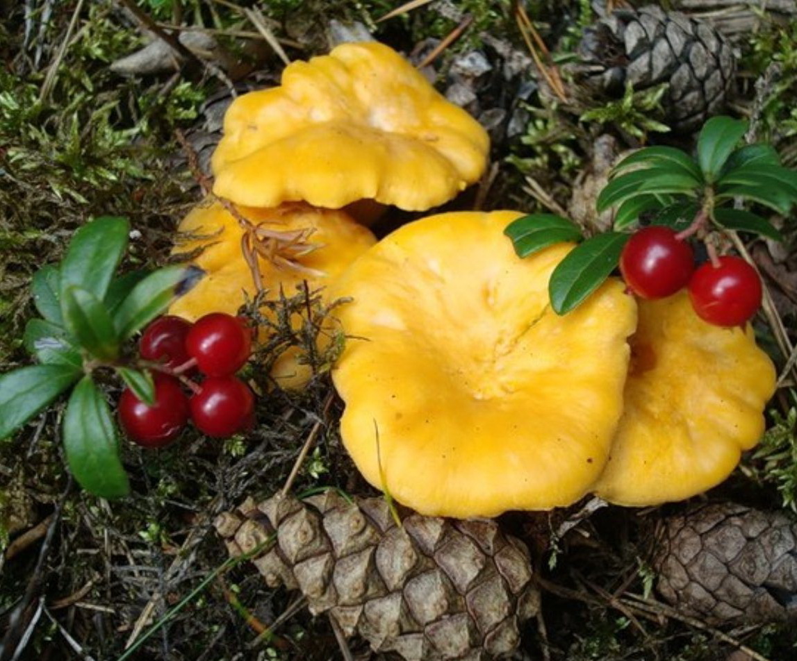 Лисички, шишки и клюква