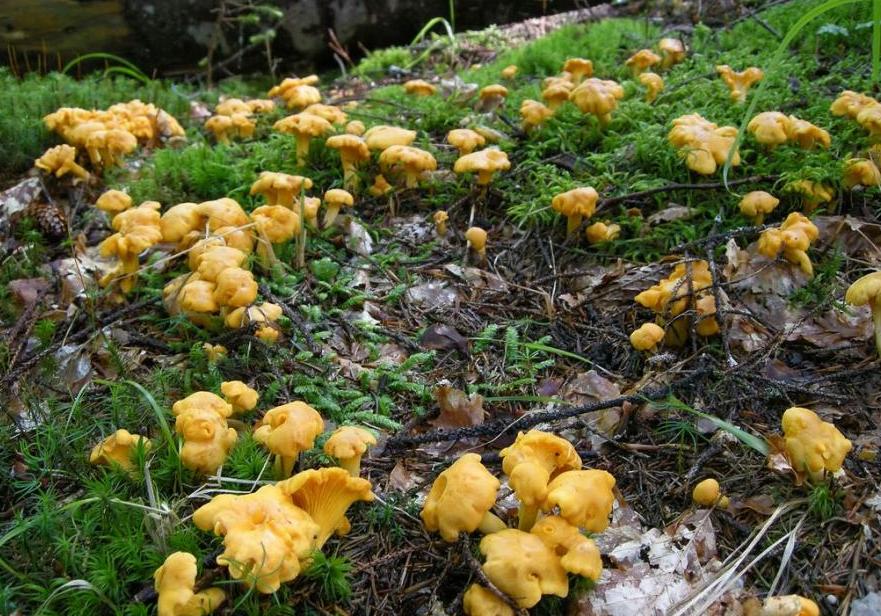 Грибы лисички растут на поляне