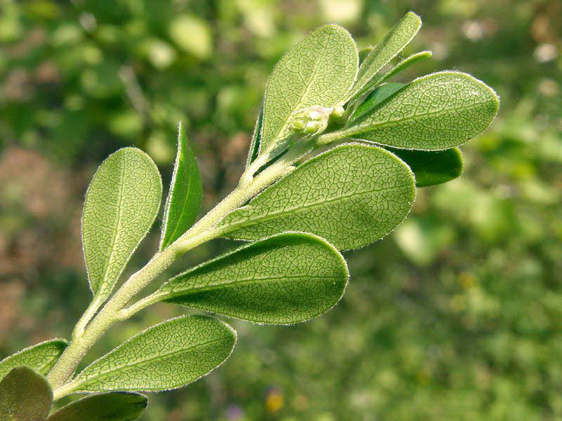 Листья толокнянки