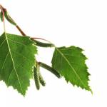 Листья берёзы