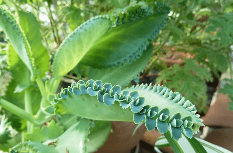 Листья каланхоэ с «детками»