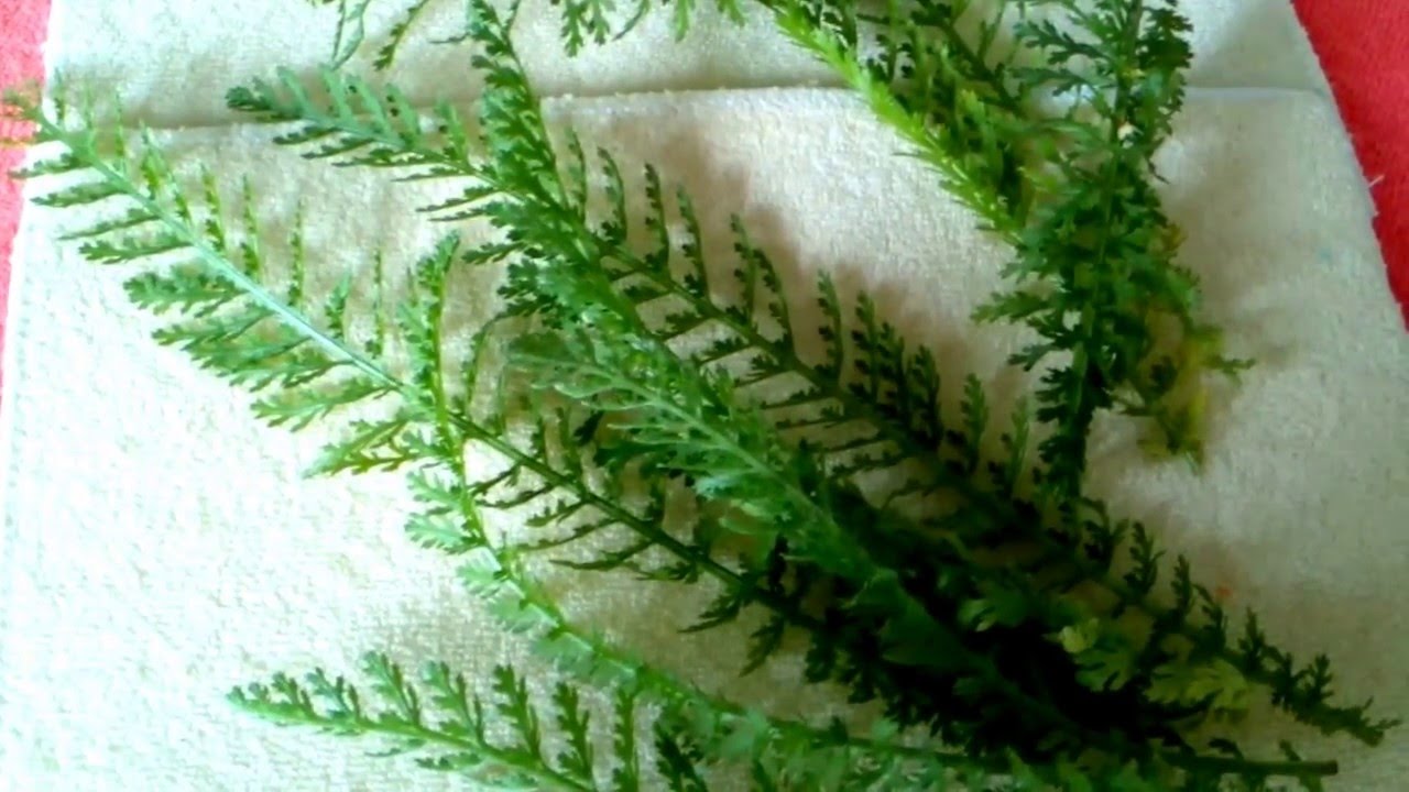 Листья тысячелистника