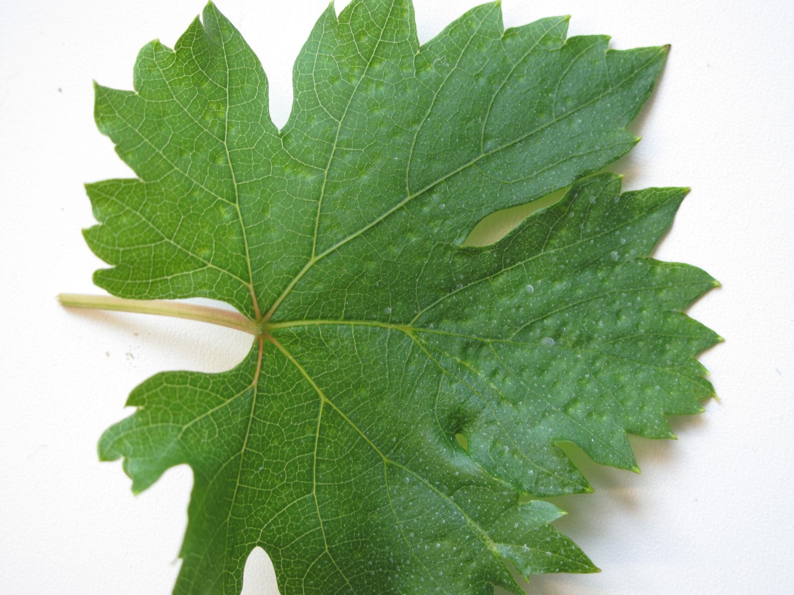Виноградный лист