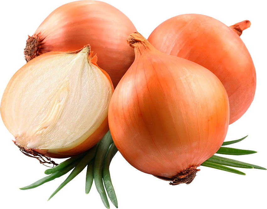 Луковицы целые и в разрезе