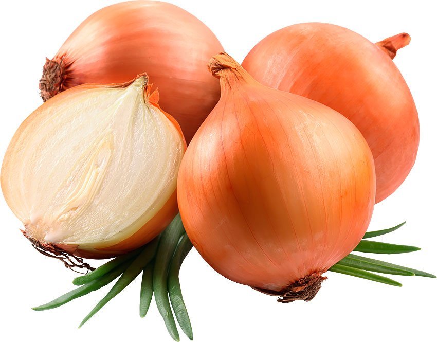 Лук репчатый