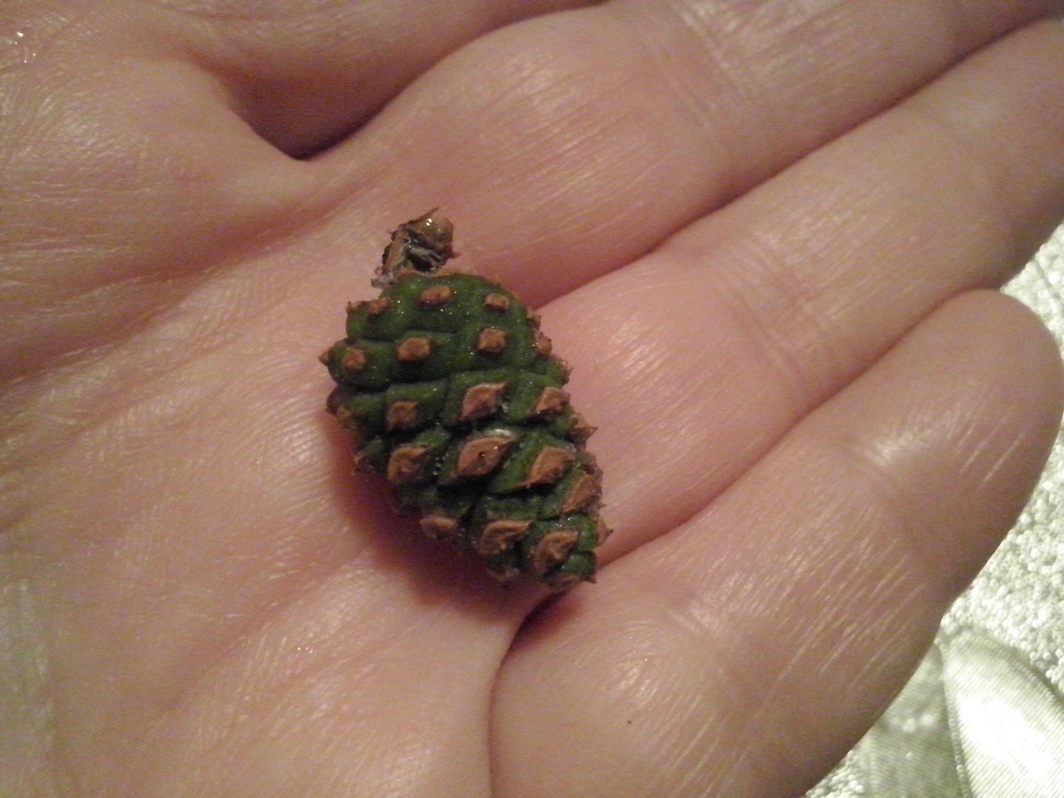 Маленькая шишечка на ладони