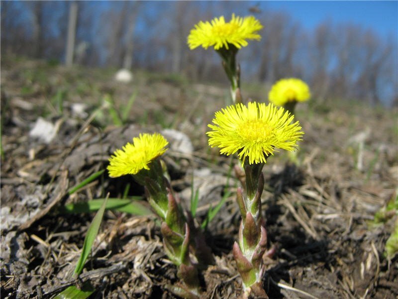 Мать-и-мачеха