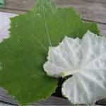 Мать-и-мачеха