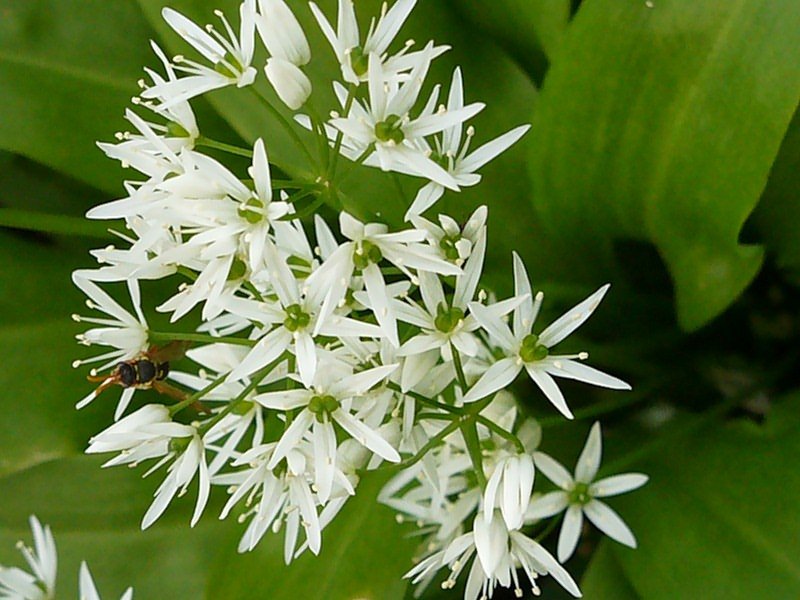 Медвежий лук