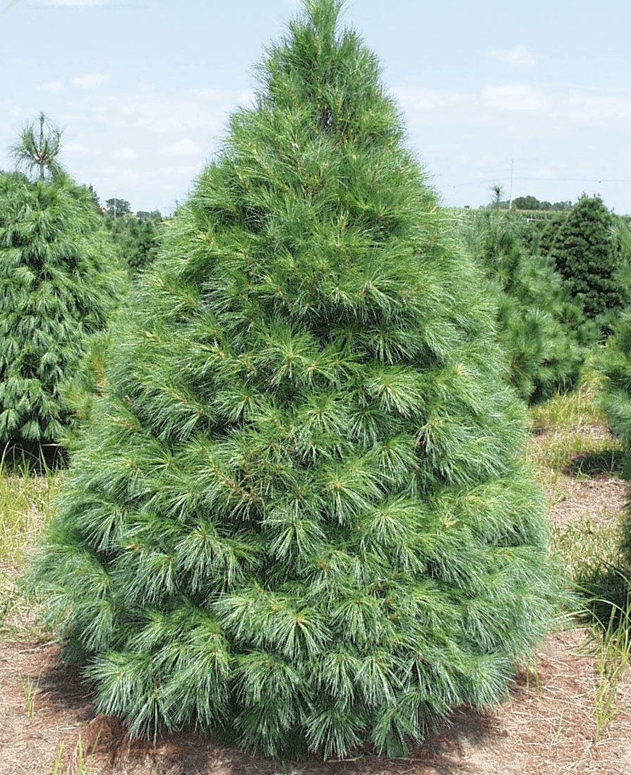 Молодая сосна