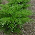 Можжевельник