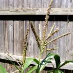 Мужской цветок кукурузы