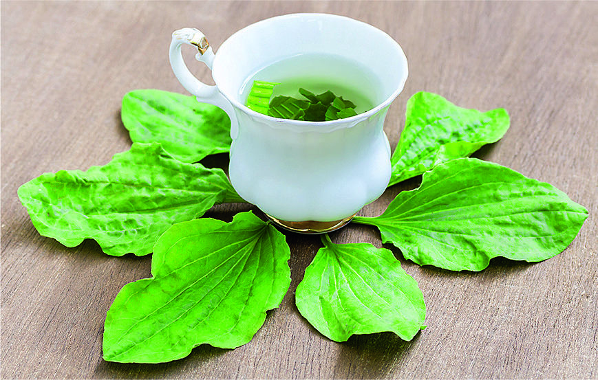 Мята и подорожник