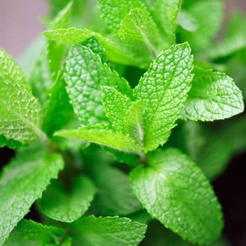 мята перечная