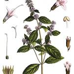 Мята перечная