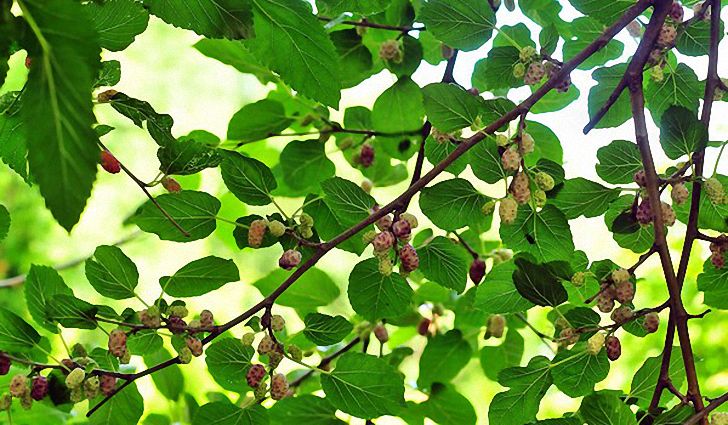 Ветки тутовника с ягодами