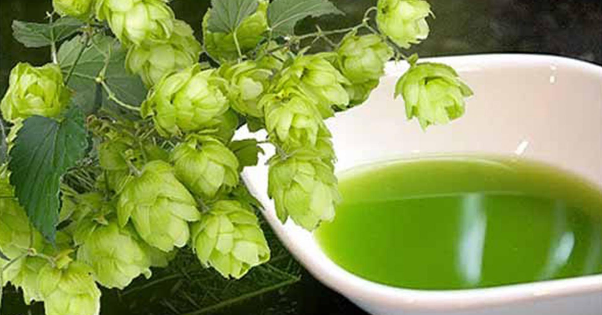 Настой хмеля