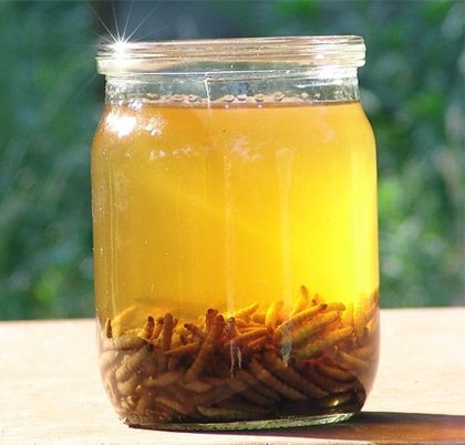 Настойка огнёвки в банке