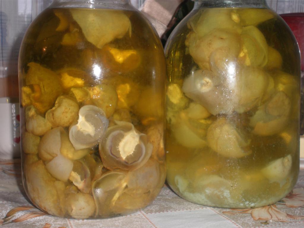 Настойка весёлки