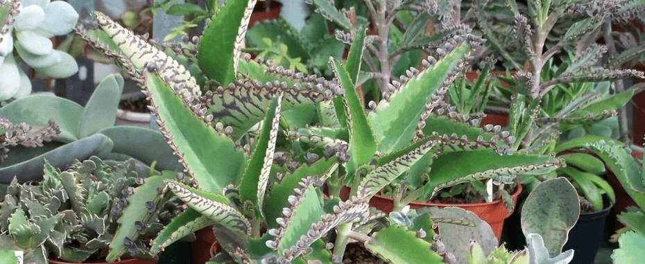 Несколько кустов каланхоэ