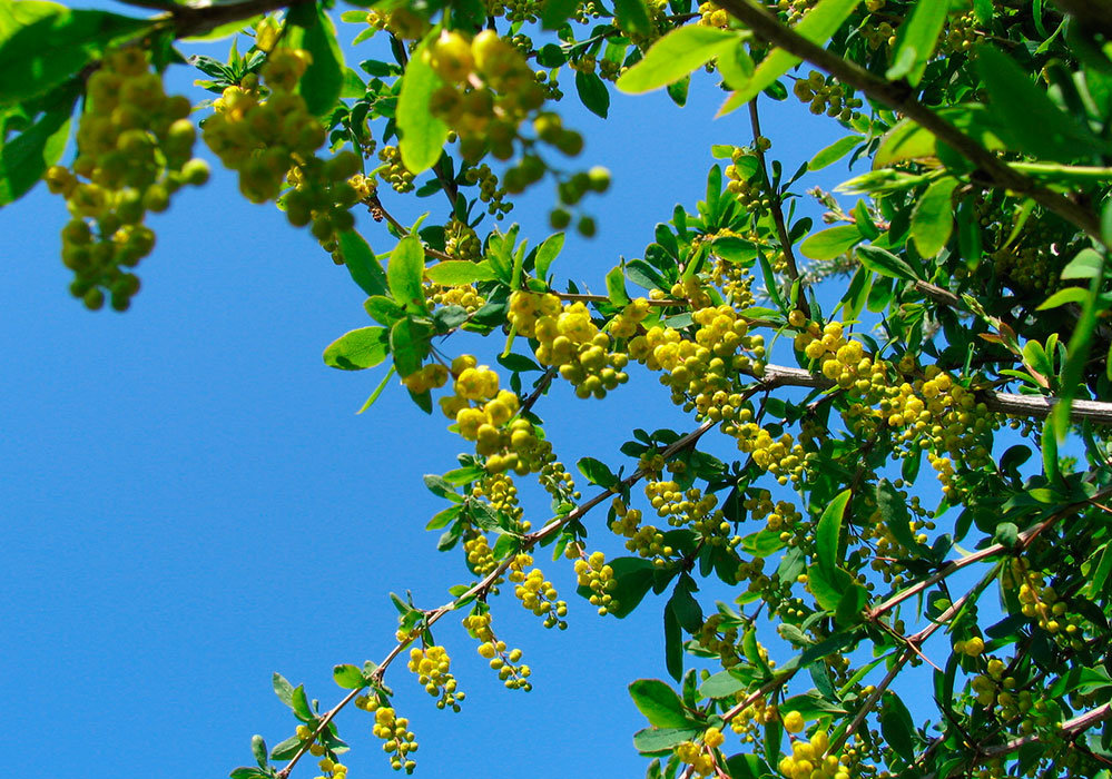 Незрелый барбарис