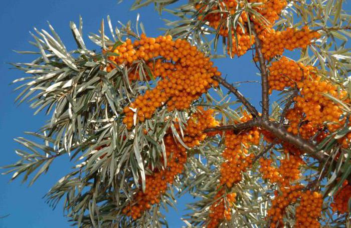 Ветки облепихи с ягодами