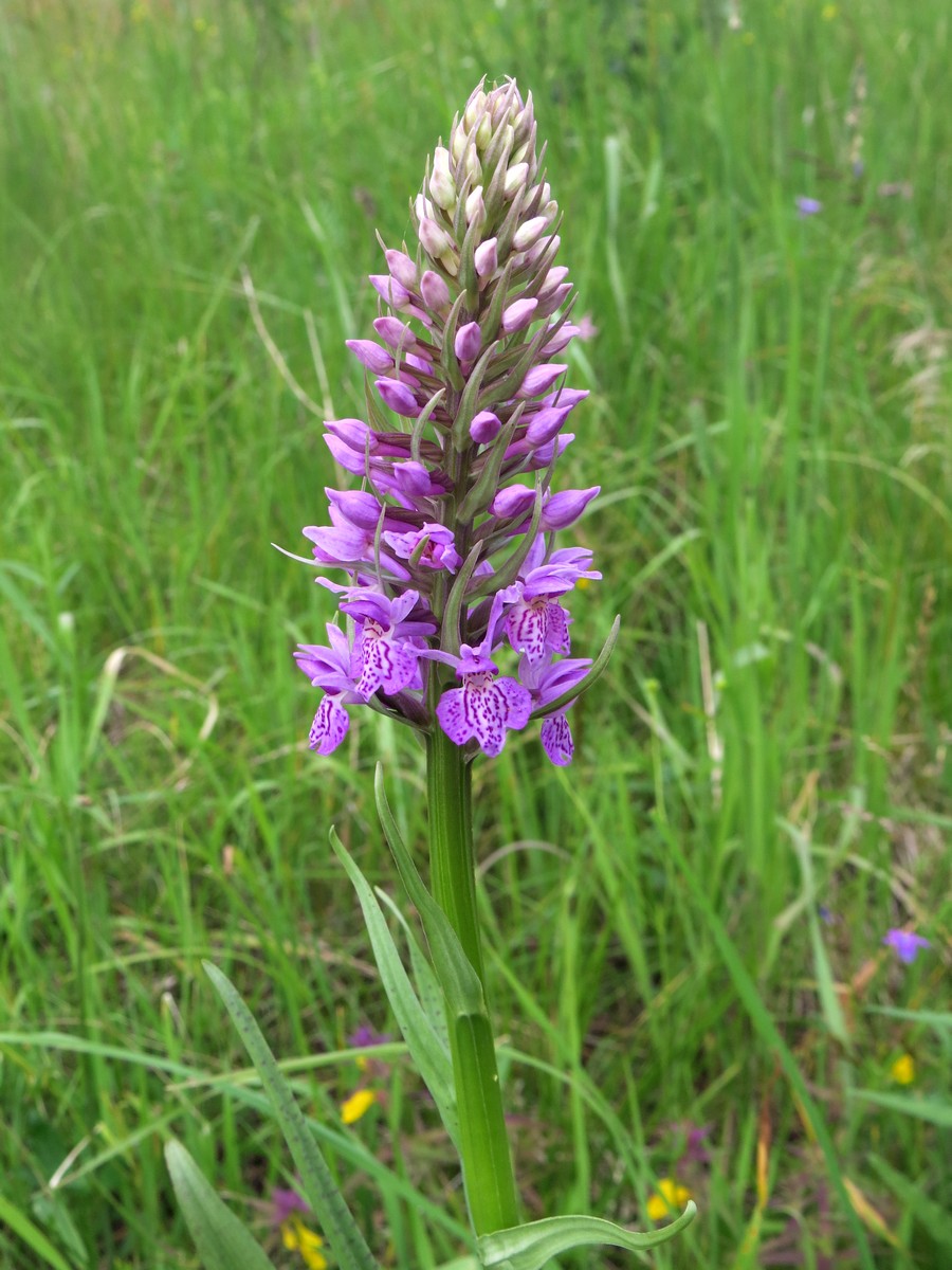 Одиночный ятрышник