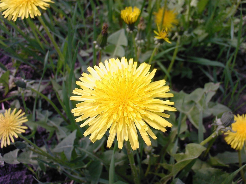 Цветок одуванчика