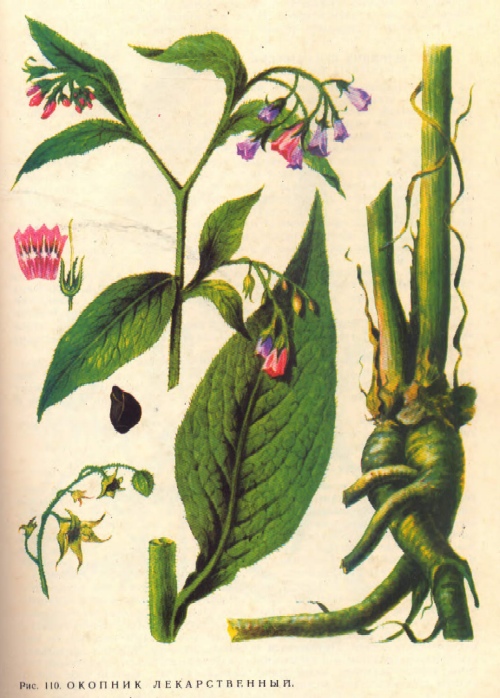 Окопник лекарственный