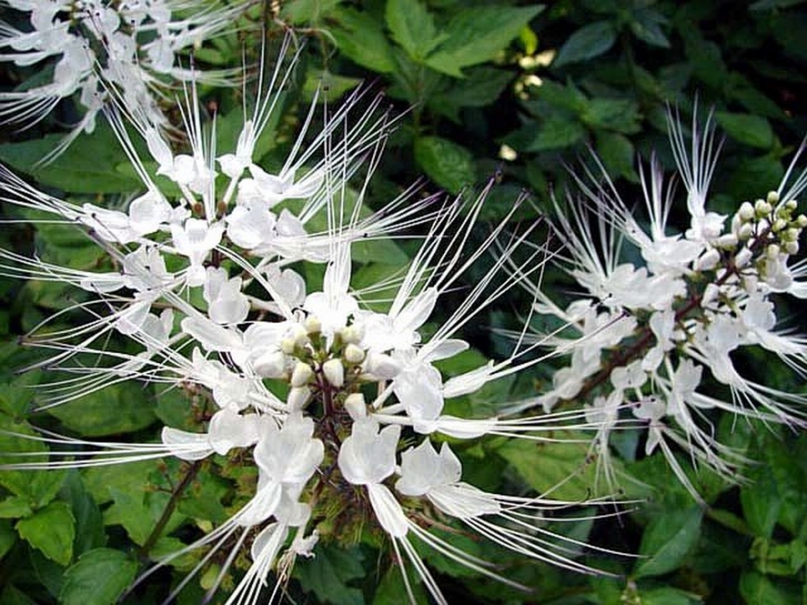 Ортосифон почечный чай