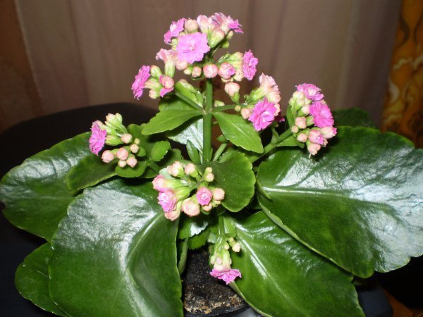 листья каланхоэ