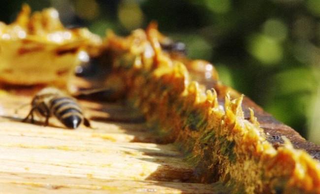 Пчела и прополис