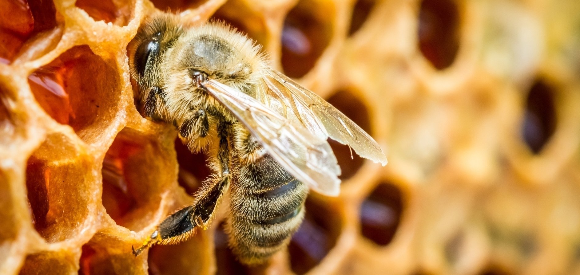 Пчела и соты