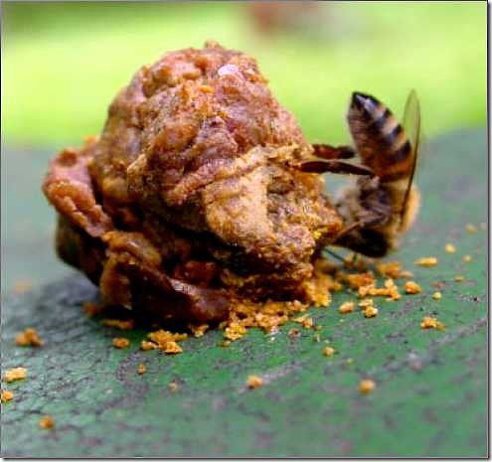 Пчела на куске прополиса