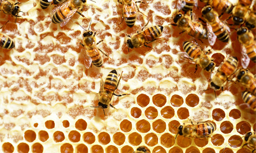 Пчёлы на сотах