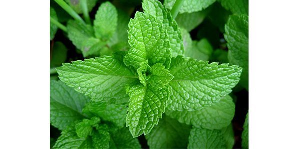 перечная мята