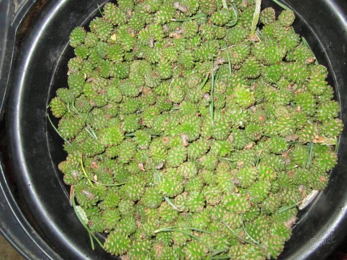 Зелёные сосновые шишки в чёрном тазу