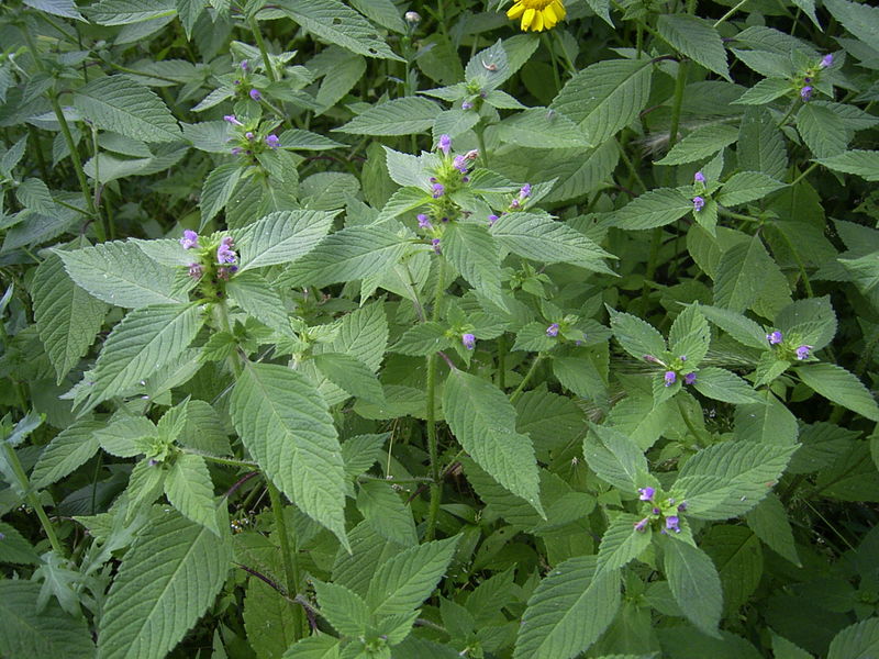 Пикульник скалистый