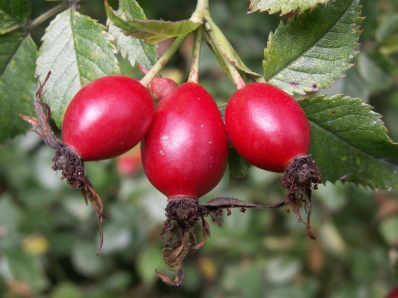 Плоды шиповника на ветке