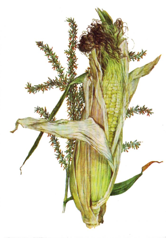 Початок и цветы кукурузы