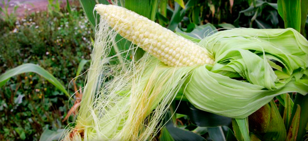 Початок с длинными колокнами