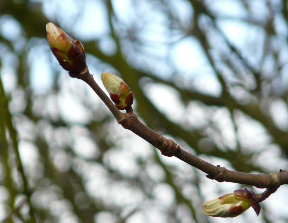 Берёзовые почки на ветке