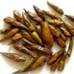 Почки берёзы