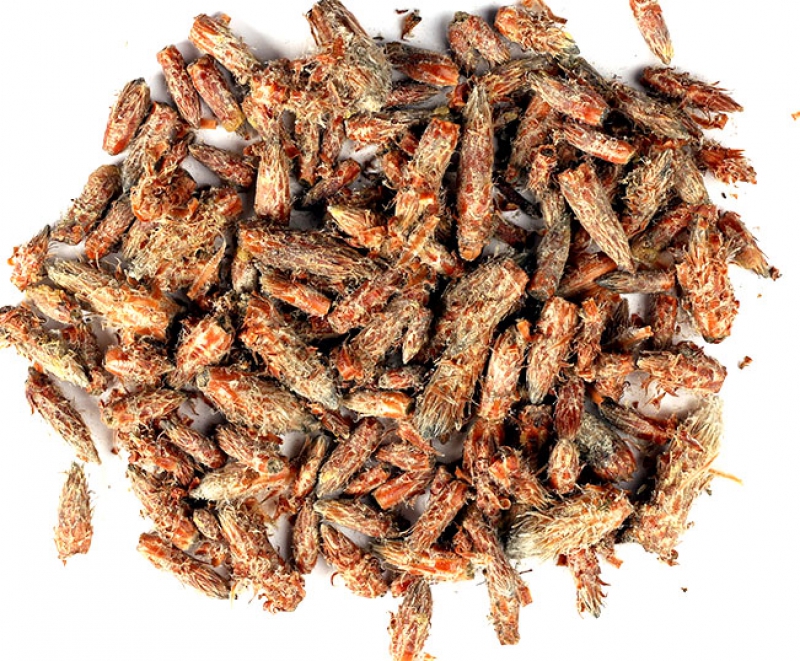 Высушенные почки сосны