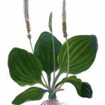 Подорожник