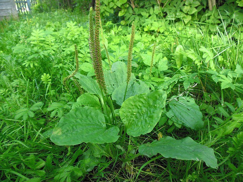 Подорожник