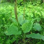 Подорожник