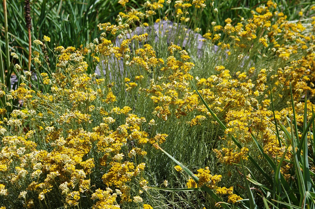 Полянка с бессмертниками