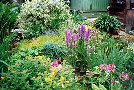 Полянка с ятрышниками